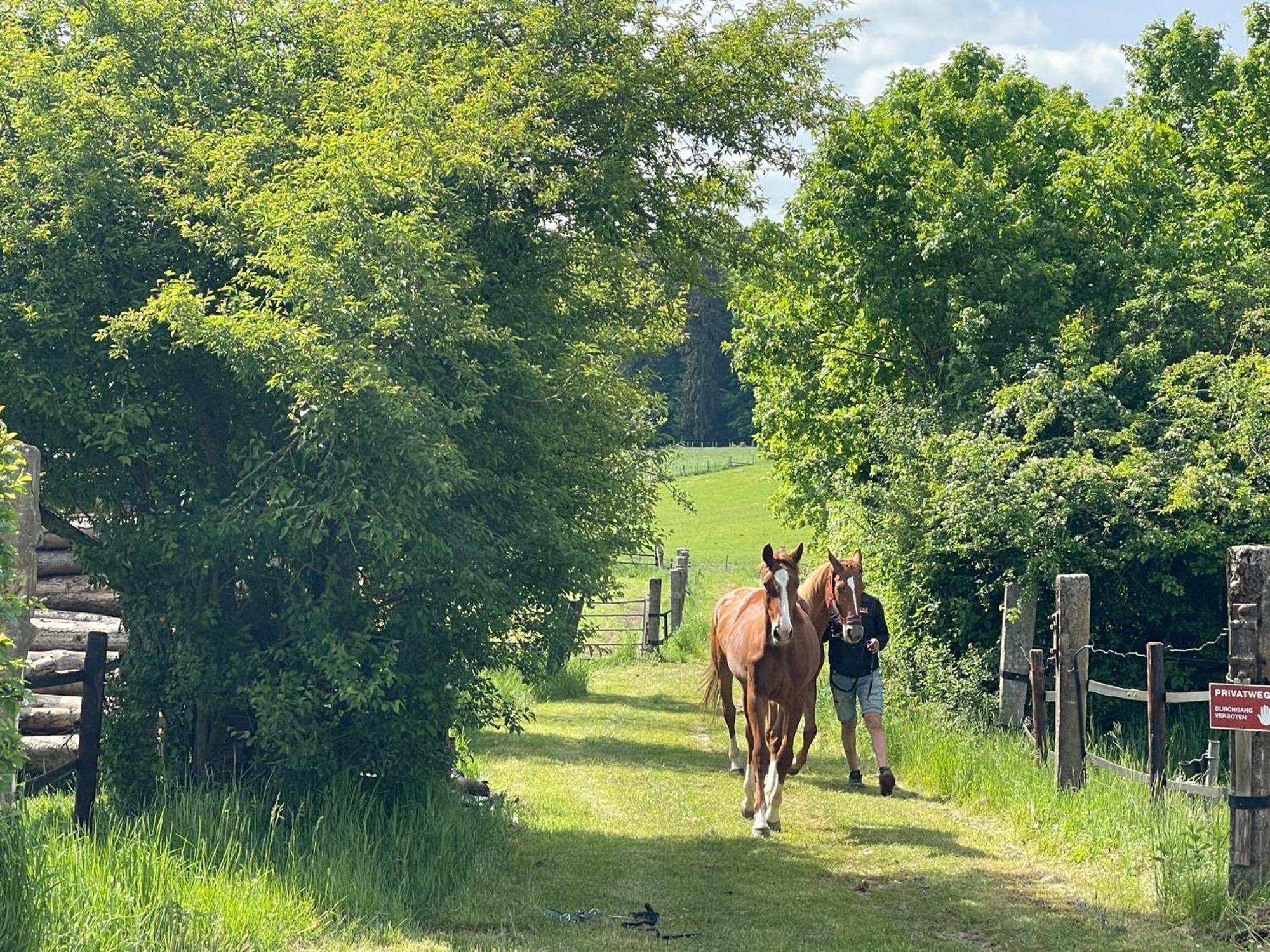 Homestay House - Mare&filly *