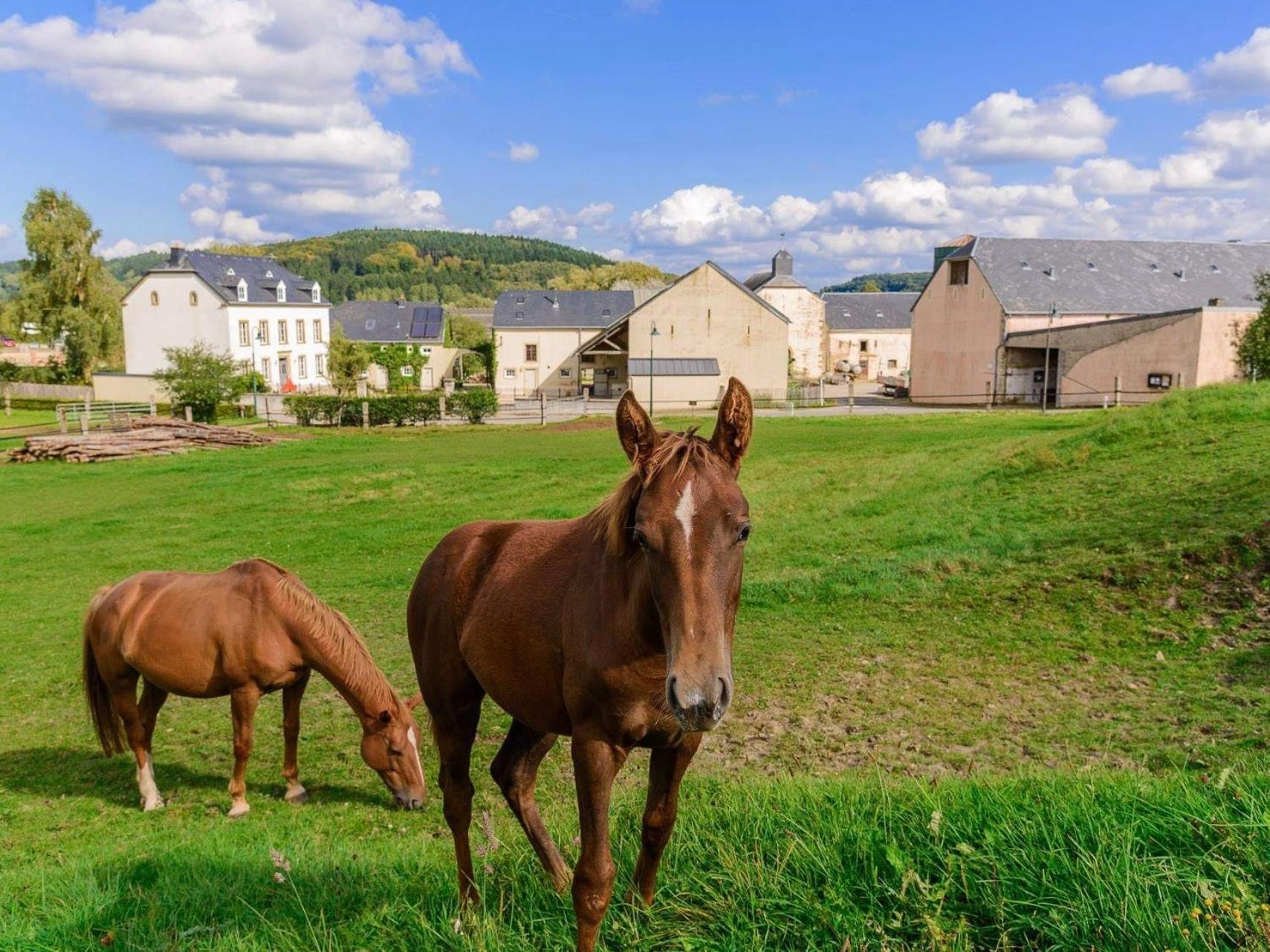 House - Mare&filly Homestay